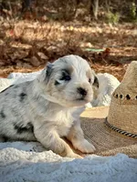 Blue Cowgirl/CKC, a male Australian Shepherd for sale in Patrick, SC – Photo 3 of 5