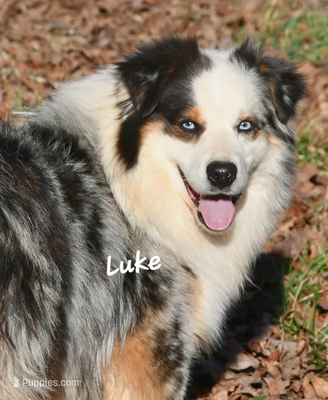Luke – Australian Shepherd puppy for sale in Patrick, SC