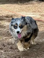 Ice, a male Miniature Australian Shepherd for sale in Patrick, SC – Photo 4 of 4