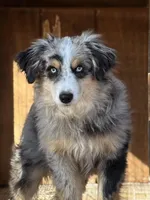 Ice, a male Miniature Australian Shepherd for sale in Patrick, SC – Photo 3 of 4