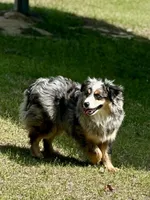 Ice, a male Miniature Australian Shepherd for sale in Patrick, SC – Photo 1 of 4
