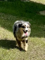 Ice, a male Miniature Australian Shepherd for sale in Patrick, SC – Photo 2 of 4