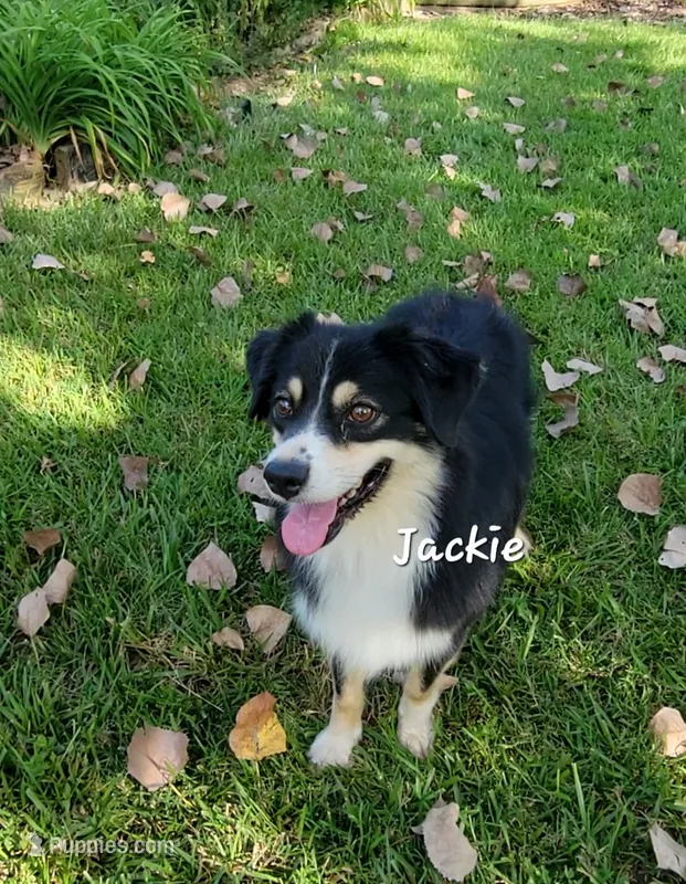 Jackie Flash – Australian Shepherd puppy for sale in Patrick, SC