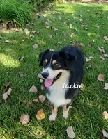Jackie Flash, a female Australian Shepherd for sale in Patrick, SC – 1 of 6
