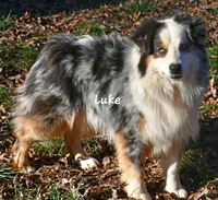 Luke, a male Australian Shepherd for sale in Patrick, SC – 2 of 2