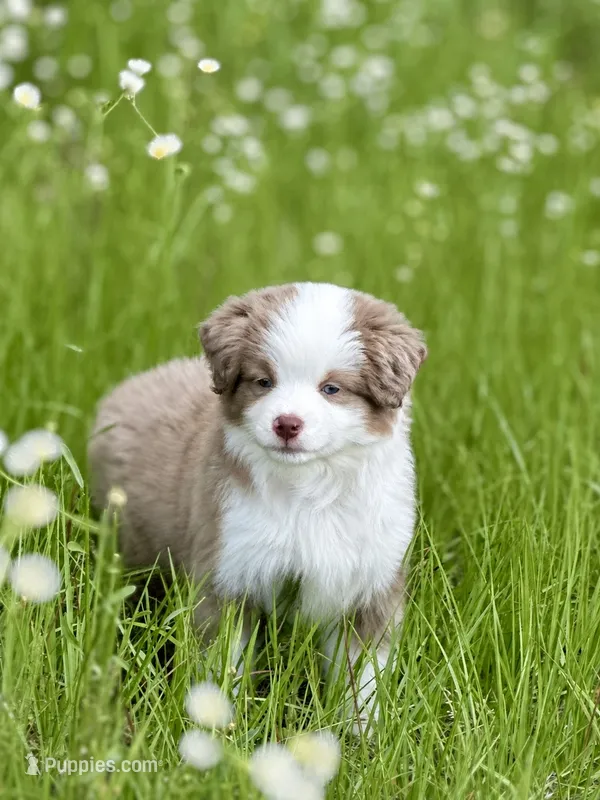 Ember – Miniature American Shepherd puppy for sale in Patrick, SC