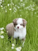 Ember, a female Miniature American Shepherd for sale in Patrick, SC – 1 of 4