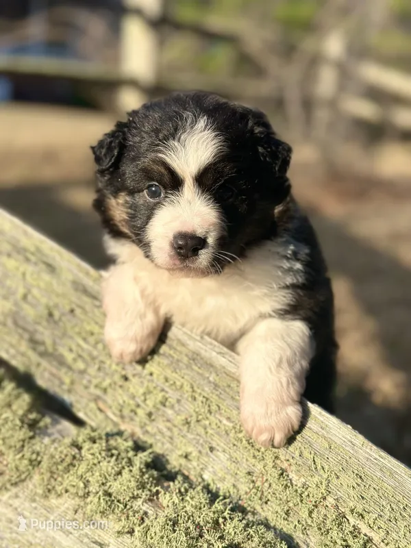 BTF-AKC MAS – Miniature American Shepherd puppy for sale in Patrick, SC