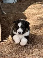 BTF-AKC MAS, a female Miniature American Shepherd for sale in Patrick, SC – Photo 3 of 5