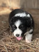 BTF-AKC MAS, a female Miniature American Shepherd for sale in Patrick, SC – Photo 2 of 5