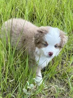 Ember, a female Miniature American Shepherd for sale in Patrick, SC – 3 of 4