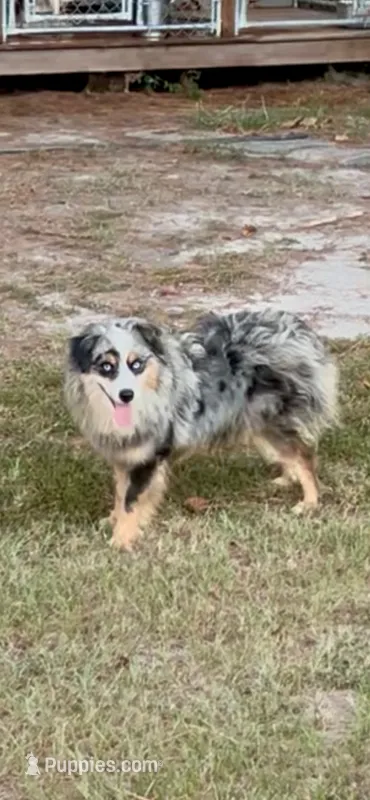 ICE – Australian Shepherd puppy for sale in Patrick, SC