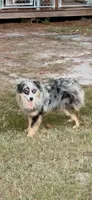 ICE, a male Australian Shepherd for sale in Patrick, SC – 1 of 3