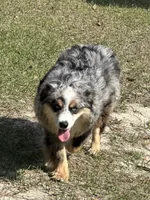 ICE, a male Australian Shepherd for sale in Patrick, SC – 2 of 3