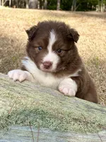 RTM-AKC MAS, a male Miniature American Shepherd for sale in Patrick, SC – Photo 2 of 6