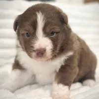 RTM-AKC MAS, a male Miniature American Shepherd for sale in Patrick, SC – Photo 5 of 6