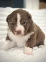 RTM-AKC MAS, a male Miniature American Shepherd for sale in Patrick, SC – Photo 1 of 3