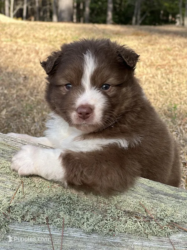 RTM-AKC MAS – Miniature American Shepherd puppy for sale in Patrick, SC