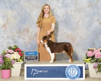RTM-AKC MAS, a male Miniature American Shepherd for sale in Patrick, SC – Photo 2 of 3
