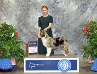 RTM-AKC MAS, a male Miniature American Shepherd for sale in Patrick, SC – Photo 3 of 3