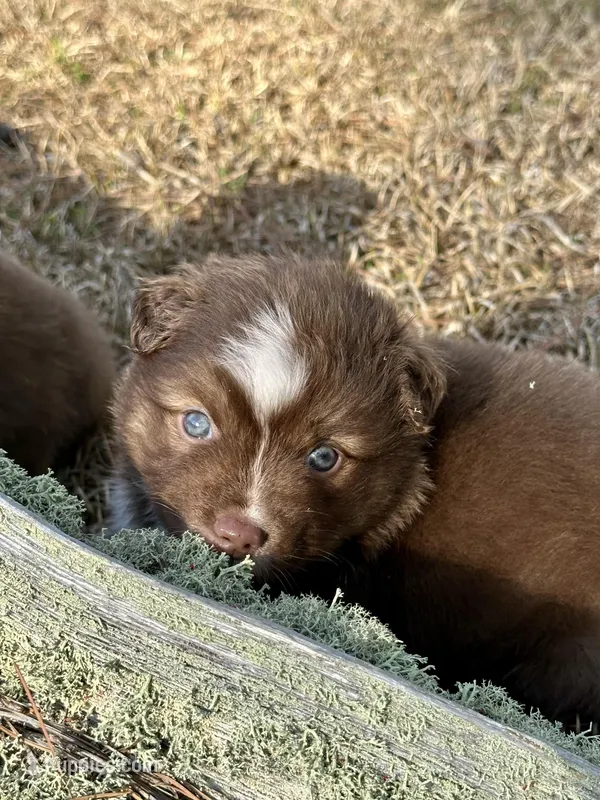 RTF-AKC MAS – Miniature American Shepherd puppy for sale in Patrick, SC