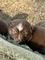 RTF-AKC MAS, a female Miniature American Shepherd for sale in Patrick, SC – Photo 1 of 6