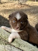 RTF-AKC MAS, a female Miniature American Shepherd for sale in Patrick, SC – Photo 2 of 6