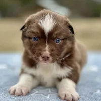 RTF-AKC MAS, a female Miniature American Shepherd for sale in Patrick, SC – Photo 6 of 6