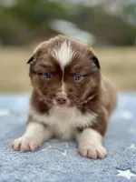 RTF-AKC MAS, a female Miniature American Shepherd for sale in Patrick, SC – Photo 2 of 4