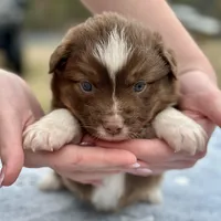 RTF-AKC MAS, a female Miniature American Shepherd for sale in Patrick, SC – Photo 5 of 6