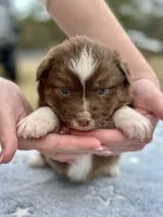 RTF-AKC MAS, a female Miniature American Shepherd for sale in Patrick, SC – Photo 1 of 4