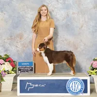 RTF-AKC MAS, a female Miniature American Shepherd for sale in Patrick, SC – Photo 4 of 6