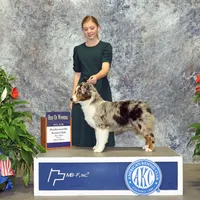 RTF-AKC MAS, a female Miniature American Shepherd for sale in Patrick, SC – Photo 3 of 6