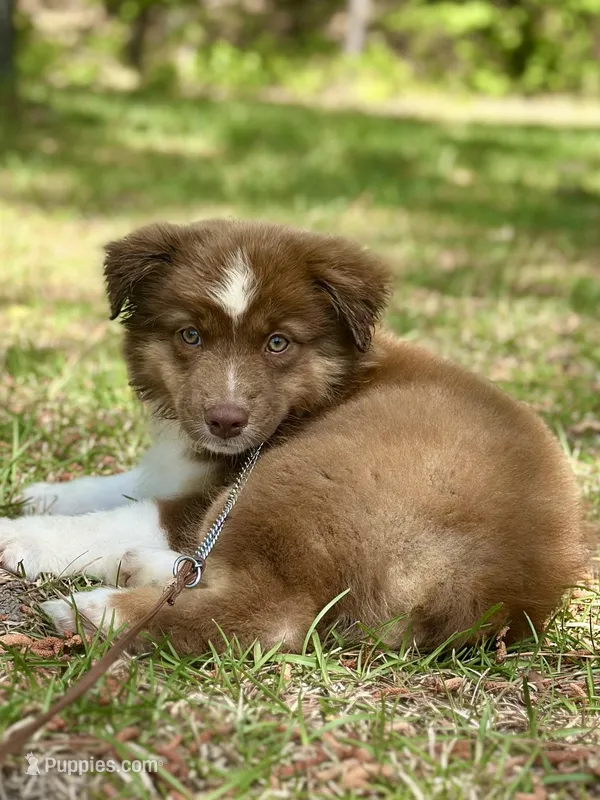 RTF-AKC MAS – Miniature American Shepherd puppy for sale in Patrick, SC