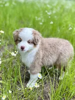 Ember, a female Miniature American Shepherd for sale in Patrick, SC – 4 of 4
