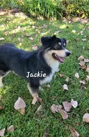 Jackie Flash, a female Australian Shepherd for sale in Patrick, SC – 6 of 6