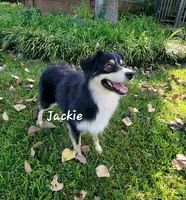 Jackie Flash, a female Australian Shepherd for sale in Patrick, SC – 5 of 6