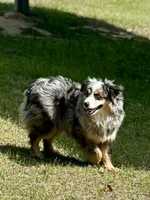 ICE, a male Australian Shepherd for sale in Patrick, SC – 3 of 3