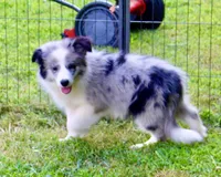 Bell, a female Border Collie for sale in Patrick, SC – Photo 1 of 2