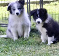 Bell, a female Border Collie for sale in Patrick, SC – Photo 2 of 2
