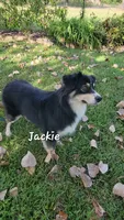 Jackie Flash, a female Australian Shepherd for sale in Patrick, SC – 4 of 6