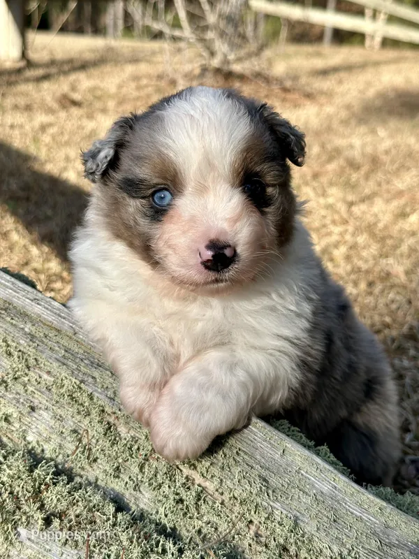 BMM-AKC MAS – Miniature American Shepherd puppy for sale in Patrick, SC