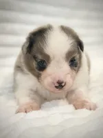 BMM-AKC MAS, a male Miniature American Shepherd for sale in Patrick, SC – Photo 1 of 3