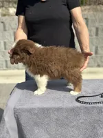 RTM-AKC MAS, a male Miniature American Shepherd for sale in Patrick, SC – 7 of 7