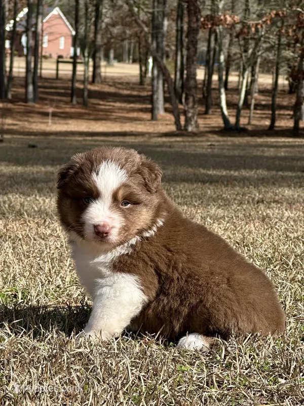RTM-AKC MAS – Miniature American Shepherd puppy for sale in Patrick, SC