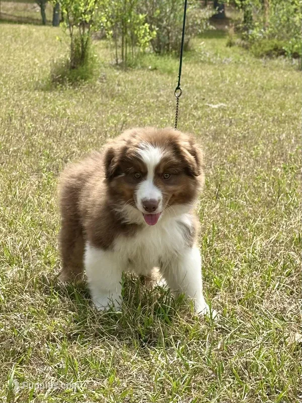 RTM-AKC MAS – Miniature American Shepherd puppy for sale in Patrick, SC