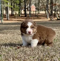 RTM-AKC MAS, a male Miniature American Shepherd for sale in Patrick, SC – Photo 3 of 5