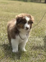 RTM-AKC MAS, a male Miniature American Shepherd for sale in Patrick, SC – 2 of 7