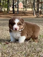 RTM-AKC MAS, a male Miniature American Shepherd for sale in Patrick, SC – Photo 2 of 5