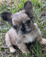 Ruca Baybee, a female French Bulldog for sale in Columbia, SC – 2 of 6